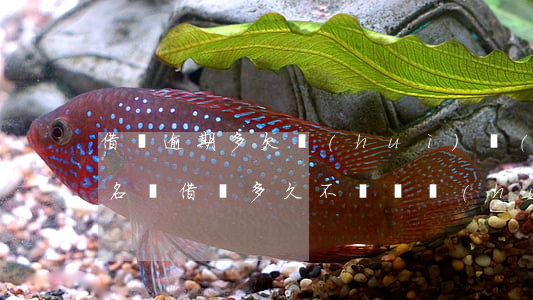 借唄逾期多欠會(huì)進(jìn)黑名單(借唄多久不還錢會(huì)進(jìn)黑名單)