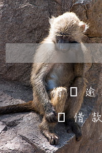 借唄逾期多長時間會起訴(借唄逾期多久會起訴借款人?)