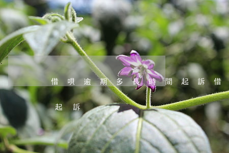 借唄逾期多長時間起訴（借唄分期逾期幾天會起訴）