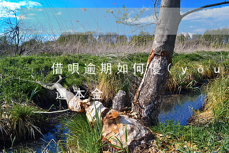 借唄逾期如何優(yōu)先還本金(借唄只還本金)
