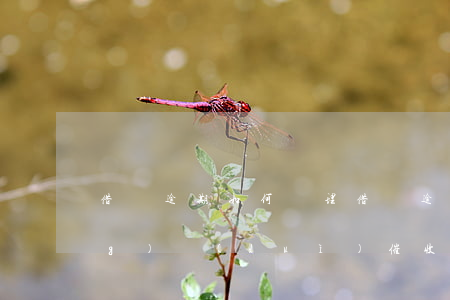 借唄逾期如何處理（借唄逾期怎么應(yīng)對(duì)催收）