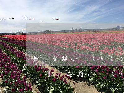 借唄逾期小號(hào)能用淘寶買東西嗎-借唄逾期小號(hào)能用淘寶買東西嗎安全嗎
