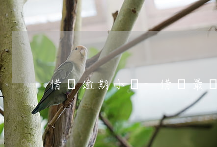 借唄逾期小號-借唄最長可以逾期