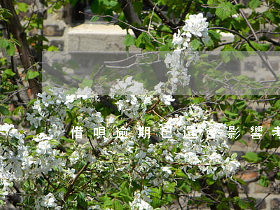 借唄逾期已還會影響考編嗎
