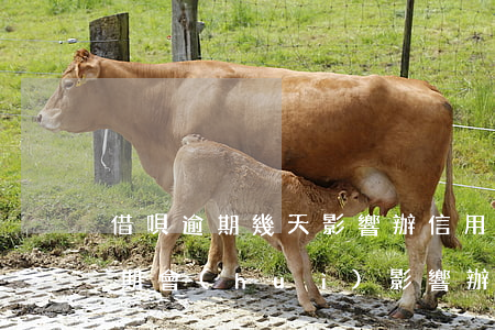 借唄逾期幾天影響辦信用卡嗎(支付寶借唄逾期會(huì)影響辦信用卡嗎)