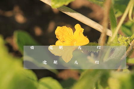 借唄逾期幾天會打電話給通訊錄的人啊-借唄逾期幾天會打電話給通訊錄的人啊