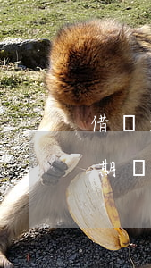 借唄逾期幾天會自動從卡里扣款嗎-借唄逾期幾天會自動從卡里扣款嗎怎么辦