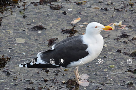 借唄逾期幾天沒影響嗎(借唄逾期幾天沒影響嗎)