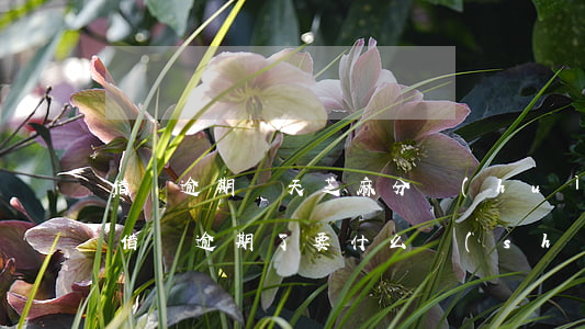 借唄逾期幾天芝麻分會(huì)掉(花唄跟借唄逾期了,要什么時(shí)候才恢復(fù)信用)