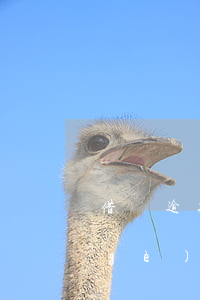 借唄逾期幾百塊錢(借唄逾期5000一個(gè)月利息是多少)