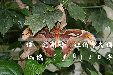 借唄逾期影響征信多久 借唄逾期征信多久可以恢復(fù)18年