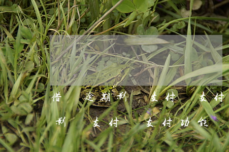 借唄逾期影響支付寶支付功能嗎-借唄逾期影響支付寶支付功能嗎
