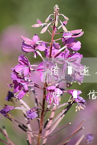 借唄逾期影響申請信用卡嗎(借唄逾期還可以申請信用卡嗎)