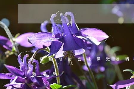 借唄逾期影響社保激活碼(借唄逾期影響社保激活碼)