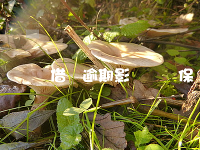 借唄逾期影響買車保險嗎(車貸逾期影響買車險嗎)