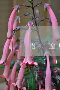借唄逾期律師事務(wù)所發(fā)掛號(hào)信 借唄逾期掛號(hào)信到了會(huì)通知本人么