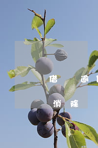 借唄逾期怎么上征信的(借唄逾期上征信怎么消除)