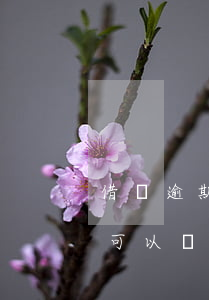 借唄逾期怎么協(xié)商延期還款(借唄可以協(xié)商延長還款期嗎?)