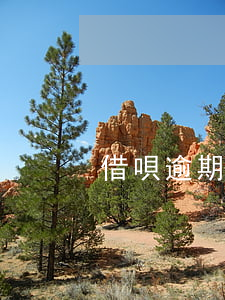 借唄逾期怎么申請(借唄逾期怎么申請延時)