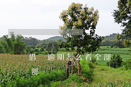 借唄逾期怎么看全部賬單(借唄逾期怎么看全部賬單)