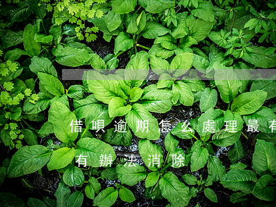 借唄逾期怎么處理最有效(借唄逾期記錄有沒有辦法消除)