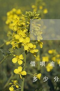 借唄逾期怎么計(jì)算的錢(借唄逾期扣多少分)
