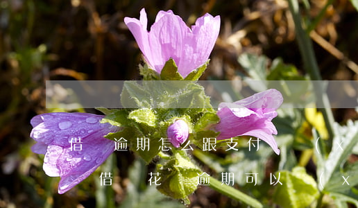 借唄逾期怎么跟支付寶協(xié)商（支付寶借唄花唄逾期可以協(xié)商嗎）