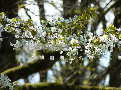 借唄逾期怎么辦理延期