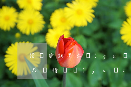借唄逾期怎么關(guān)閉花唄了(近期花唄借唄關(guān)閉)