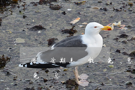 借唄逾期怎樣能減免罰息(借唄逾期怎樣能減免罰息)