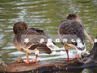 借唄逾期打什么電話和平臺(tái)溝通-借唄逾期打什么電話和平臺(tái)溝通呢