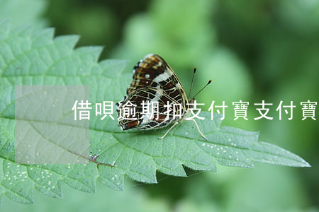 借唄逾期扣支付寶(支付寶借唄逾期后果)