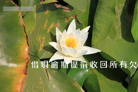 借唄逾期提前收回所有欠款(借唄逾期還清后)