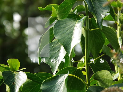 借唄逾期支付寶怎么處理