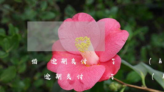 借唄逾期支付寶給了電話號(hào)-借唄逾期支付寶給了電話號(hào)碼怎么辦