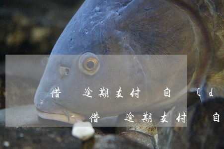 借唄逾期支付寶自動(dòng)扣款怎么辦-借唄逾期支付寶自動(dòng)扣款怎么辦啊