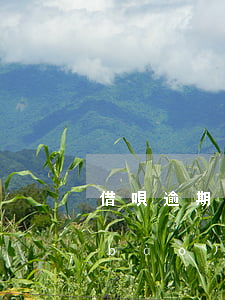 借唄逾期收到催款通告函(借唄逾期記錄報(bào)送通知)