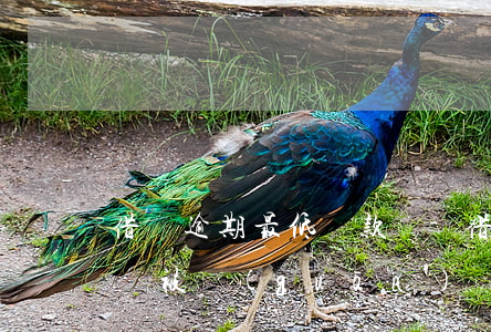借唄逾期最低還款額-借唄最低還款逾期了會被關(guān)閉最低還款