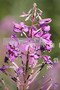 借唄逾期會(huì)不會(huì)不給車貸(借唄逾期影響車貸房貸)