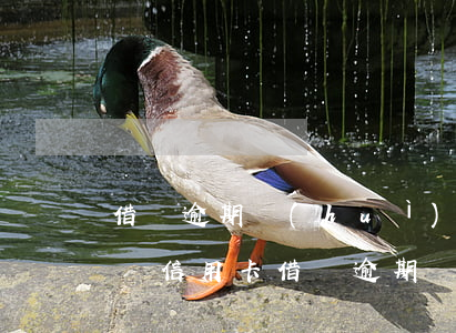 借唄逾期會(huì)不會(huì)影響辦信用卡(借唄逾期會(huì)不會(huì)影響辦信用卡的貸款)