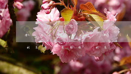 借唄逾期會(huì)不會(huì)翻倍利息(借唄逾期能減利息嗎)
