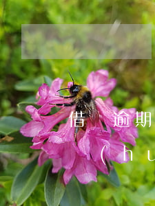 借唄逾期會(huì)影響伴侶嗎(借唄逾期會(huì)影響支付寶使用嘛)