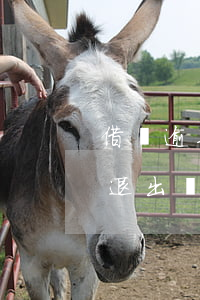 借唄逾期會(huì)影響相互寶嗎(相互寶退出對(duì)花唄有影響嗎)