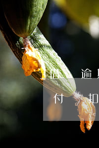 借唄逾期會(huì)從另一個(gè)支付寶扣錢嗎-借唄逾期會(huì)從另一個(gè)支付寶扣錢嗎安全嗎