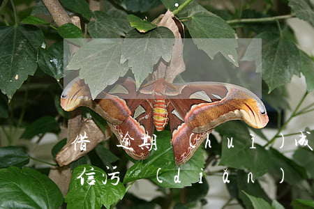 借唄逾期會(huì)成為個(gè)人征信污點(diǎn)嗎-