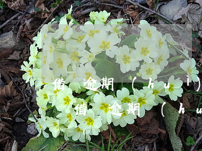 借唄逾期會(huì)打給親戚朋友嗎(支付寶借唄逾期會(huì)給親朋好友打電話嗎)