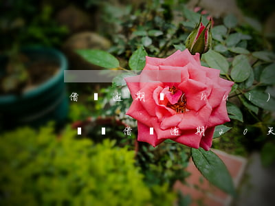 借唄逾期會(huì)打通話(huà)記錄嗎(借唄逾期20天會(huì)不會(huì)爆通訊錄)