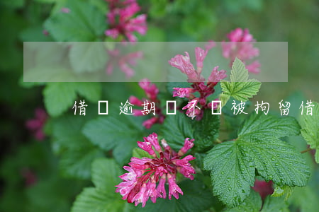 借唄逾期會不會被拘留（借唄逾期了會不會被）