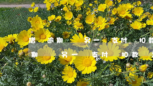 借唄逾期會從另一個支付寶扣款嗎-借唄逾期會從另一個支付寶扣款嗎怎么辦