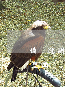 借唄逾期會扣親情卡(借唄逾期,綁定的銀行卡里面錢會被扣嗎)